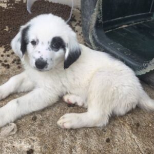 Binx – geb. ca. 02/2026 – reserviert