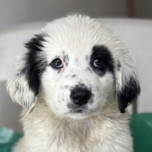 Binx – geb. ca. 02/2026
