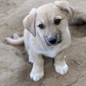 Bluebell – geb. ca. 01/2026