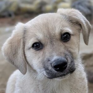 Bluebell – geb. ca. 01/2026