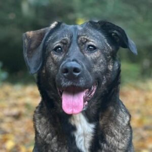 Brezel – geb. ca. 09/2023