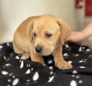 Cheshire – geb. ca. 03/2026