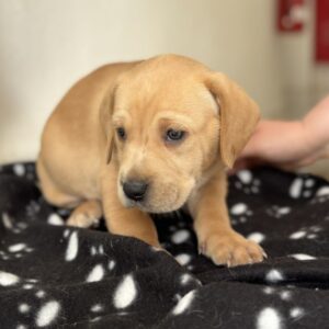 Cheshire – geb. ca. 03/2026