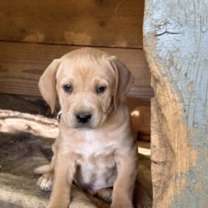 Cheshire – geb. ca. 03/2026 – reserviert
