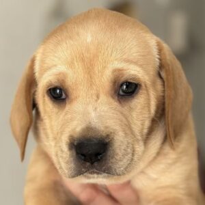 Cheshire – geb. ca. 03/2026