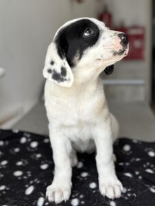 Dani – geb. ca. 02/2026