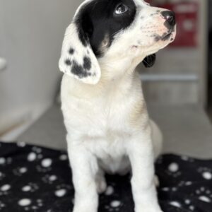 Dani – geb. ca. 02/2026