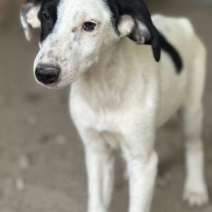 Dani – geb. ca. 02/2026 – reserviert