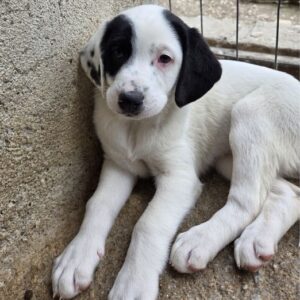 Dani – geb. ca. 02/2026