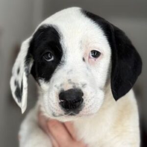 Dani – geb. ca. 02/2026