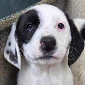 Dani – geb. ca. 02/2026