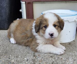 Fluse – geb. ca. 03/2026