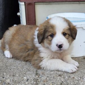 Fluse – geb. ca. 03/2026