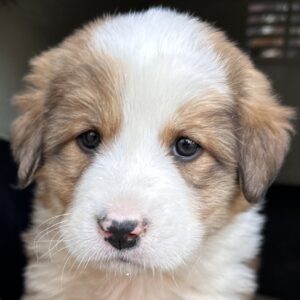 Fluse – geb. ca. 03/2026