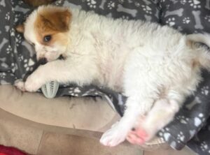 Freddo – geb. ca. 02/2026