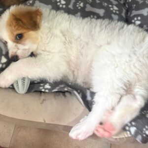 Freddo – geb. ca. 02/2026
