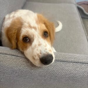 Freddo – geb. ca. 02/2026