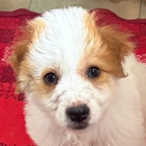 Freddo – geb. ca. 02/2026