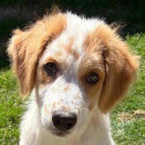 Freddo – geb. ca. 02/2026