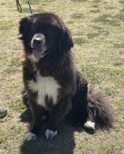 Garmu – geb. ca. 08/2019