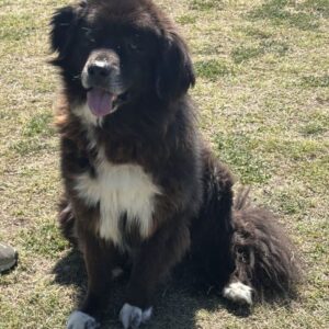 Garmu – geb. ca. 08/2019