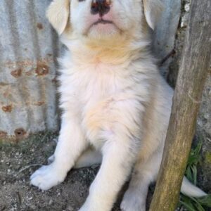 Gertrud – geb. ca. 03/2026