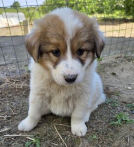 Gisela – geb. ca. 03/2026