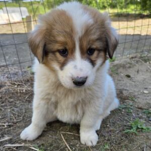 Gisela – geb. ca. 03/2026