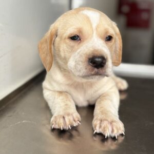 Hatter – geb. ca. 03/2026