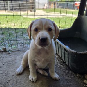 Hatter – geb. ca. 03/2026