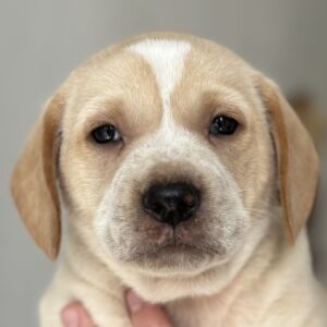 Hatter – geb. ca. 03/2026