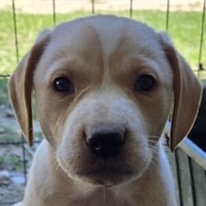 Hatter – geb. ca. 03/2026