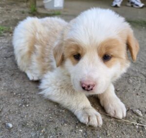 Heinz – geb. ca. 03/2026
