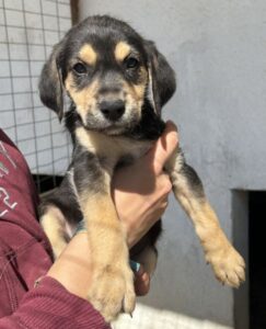 Hiro – geb. ca. 02/2026