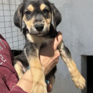 Hiro – geb. ca. 02/2026
