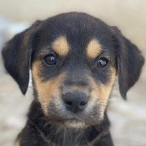 Hiro – geb. ca. 02/2026