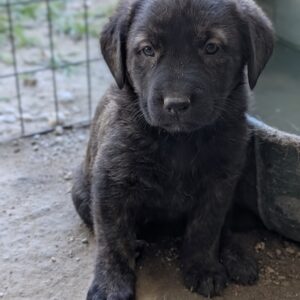 Iracebeth – geb. ca. 03/2026