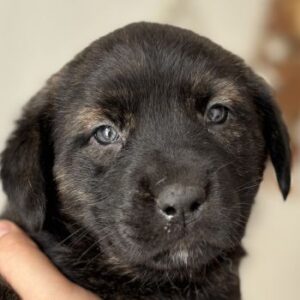 Iracebeth – geb. ca. 03/2026