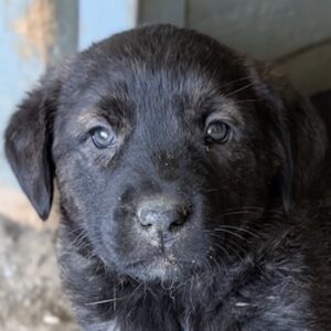 Iracebeth – geb. ca. 03/2026