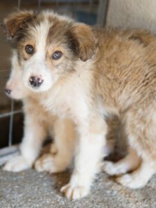 Itchie – geb. ca. 12/2025