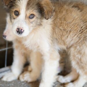 Itchie – geb. ca. 12/2025