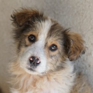 Itchie – geb. ca. 12/2025
