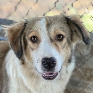 Itchie – geb. ca. 12/2025