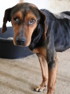 Jack – geb. ca. 12/2023