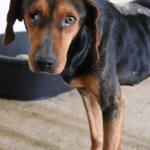 Jack – geb. ca. 12/2023