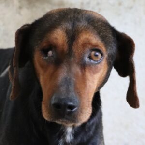 Jack – geb. ca. 12/2023