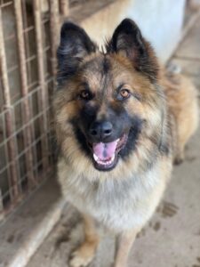 Joey – geb. ca. 08/2025