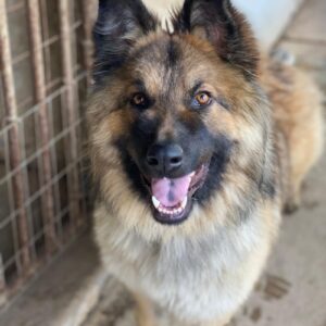 Joey – geb. ca. 08/2025