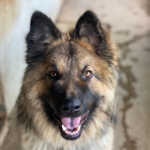 Joey – geb. ca. 08/2025