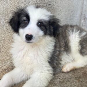 Kairo – geb. ca. 12/2025